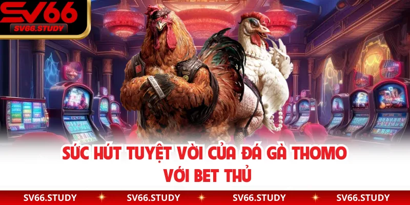 Sức hút tuyệt vời của đá gà Thomo với bet thủ